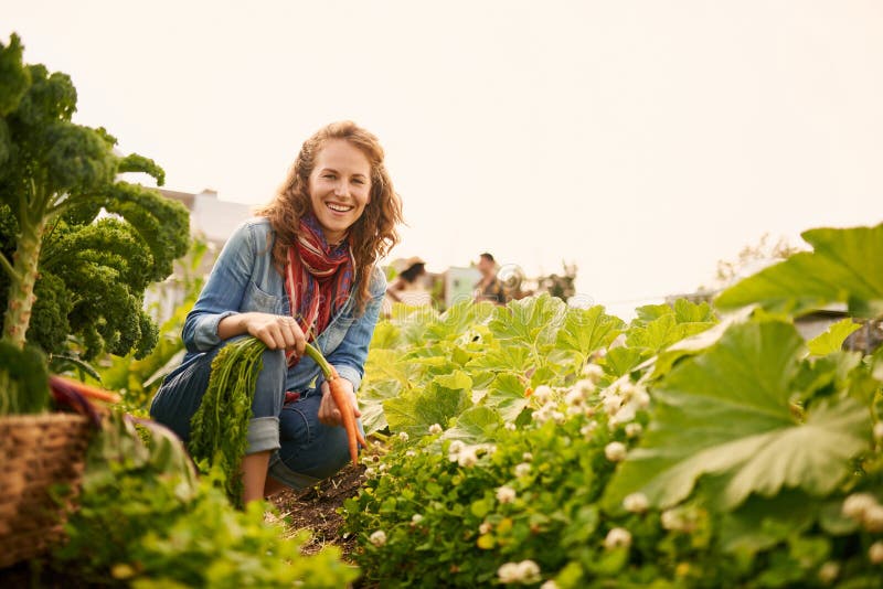 Female gardener tending to organic crops at community garden and picking up a bountiful basket full of fresh produce. Female gardener tending to organic crops at community garden and picking up a bountiful basket full of fresh produce