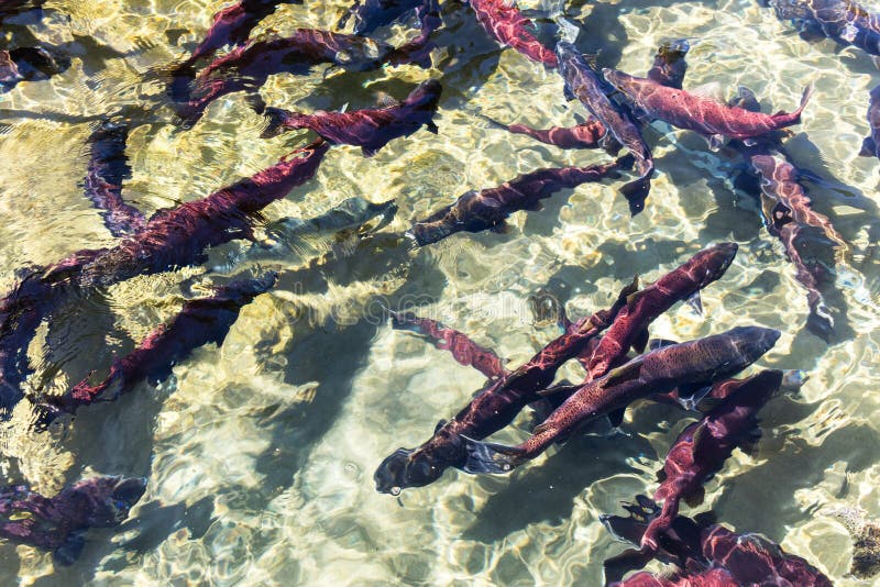 Freza de salmones de Sockeye imágenes de archivo libres de regalías Freza de salmones de Sockeye imágenes de archivo libres de regalías