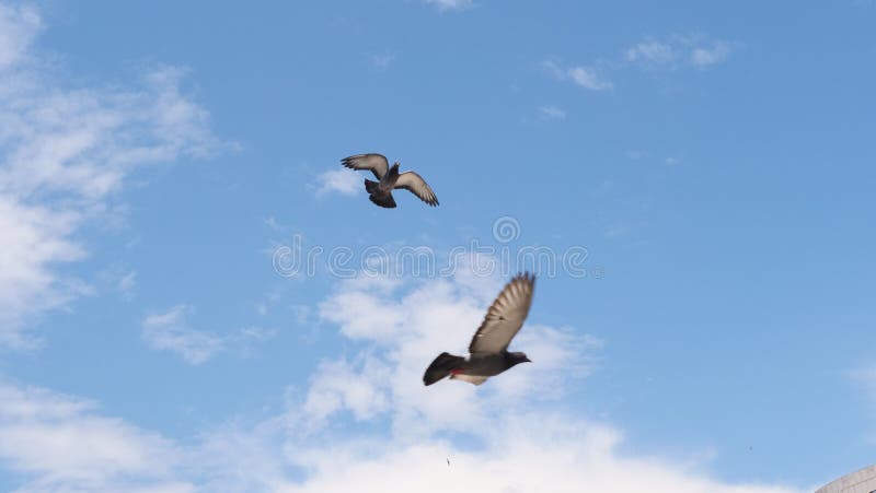 Free Birds Flying On The Blue Sky. Free Birds Flying On The Blue Sky.