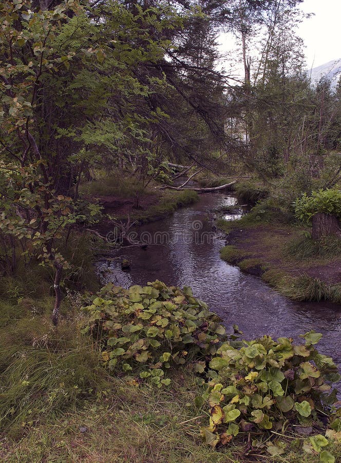 Fridsamma Forest Mountain Stream royaltyfria bilder Fridsamma Forest Mountain Stream royaltyfria bilder