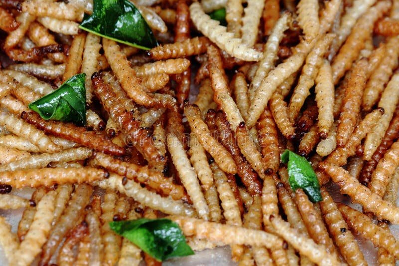 Fried Bamboo Caterpillar stock image. Image of food, caterpillar - 28895503