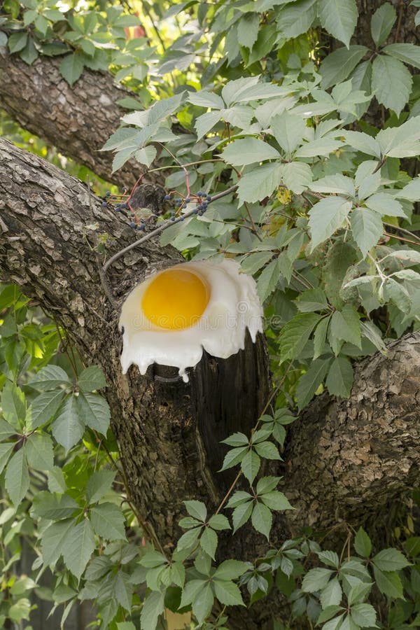Fried Eggs on a Tree Cut. Collage Stock Image Image of organic
