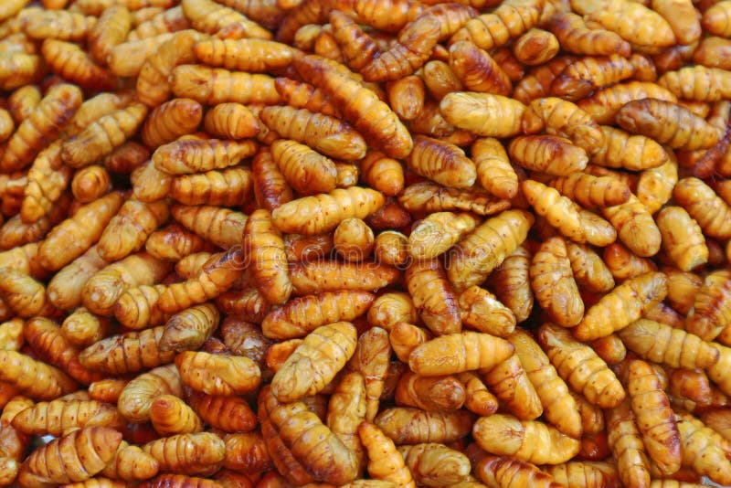 Fried Silk Worms delicioso - comida de la calle en Tailandia imagen de archivo libre de regalías Fried Silk Worms delicioso - comida de la calle en Tailandia imagen de archivo libre de regalías