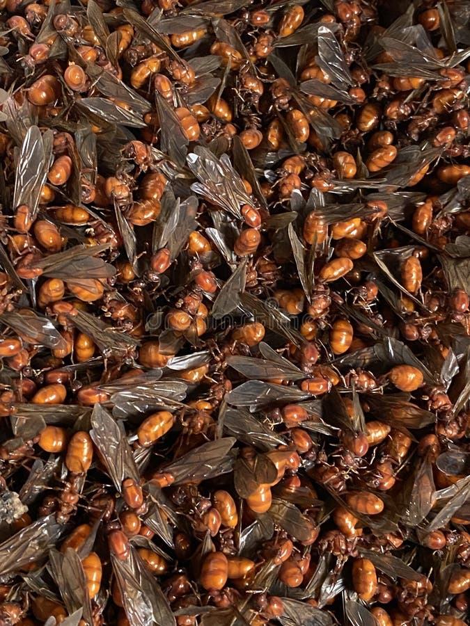Ant queen stock image. Image of ready, queen, fried 181657567
