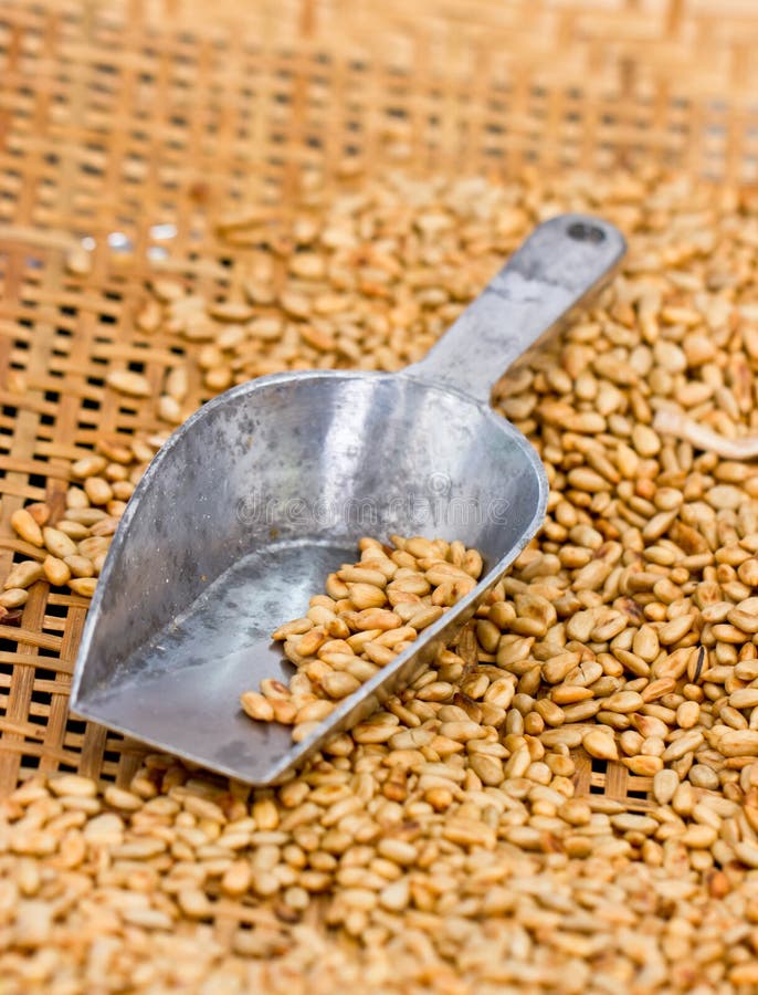 Fried Sunflower Seed. immagine stock. Immagine di raccolta 36374095