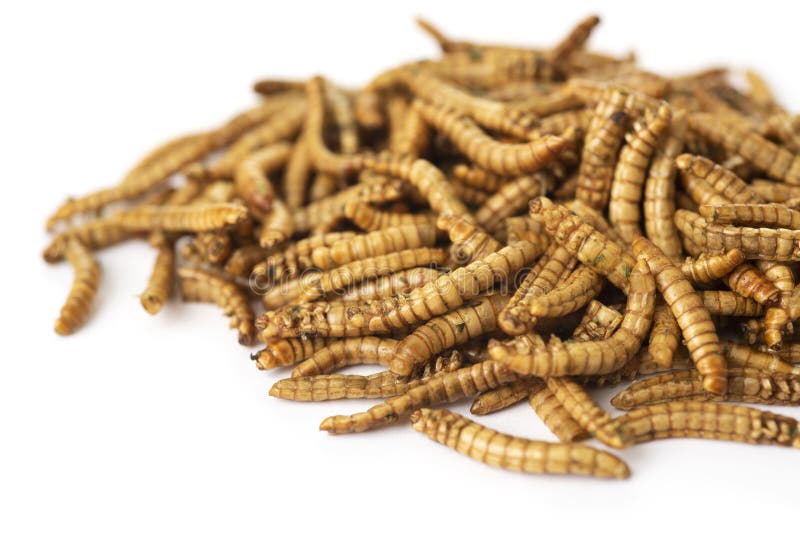 143 Fried Mealworms Photos Free & RoyaltyFree Stock Photos from