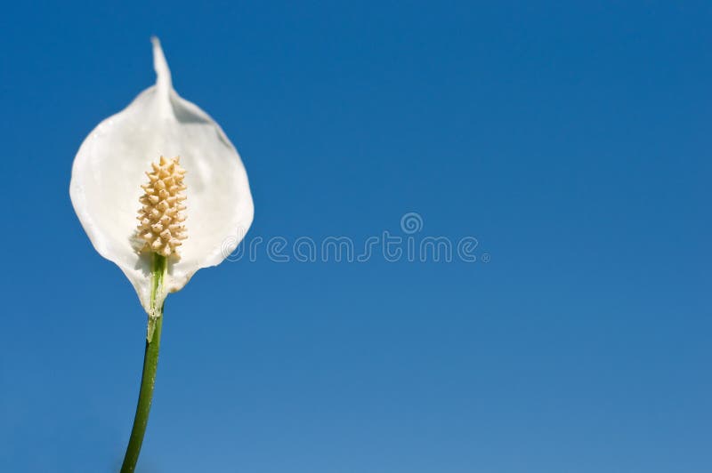 Friedenslilie auf blauem Himmel stockbilder Friedenslilie auf blauem Himmel stockbilder