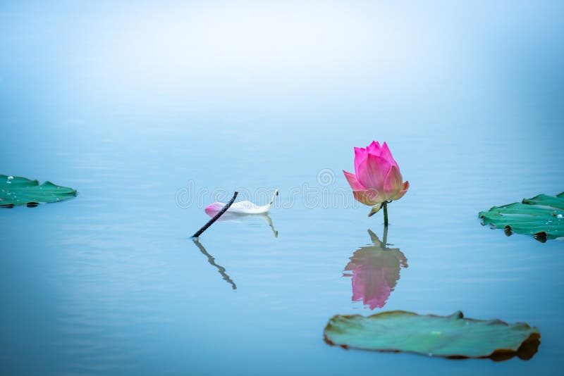 Friedliches Konzept Schöne Lotosblume wird durch beglückwünscht stockfoto Friedliches Konzept Schöne Lotosblume wird durch beglückwünscht stockfoto