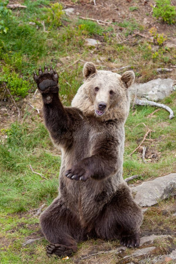 Friendly brown bear sitting and waving a paw Ursus arctos beringianus
