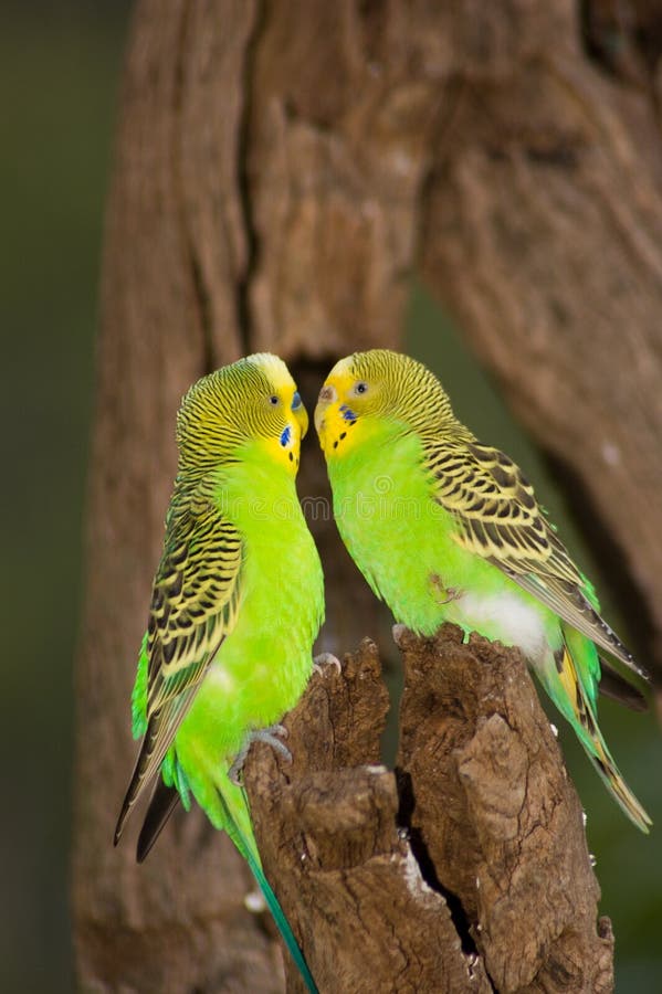 Parakeet (Budgie) Perched On Finger Stock Photo - Image of bright, tame ...