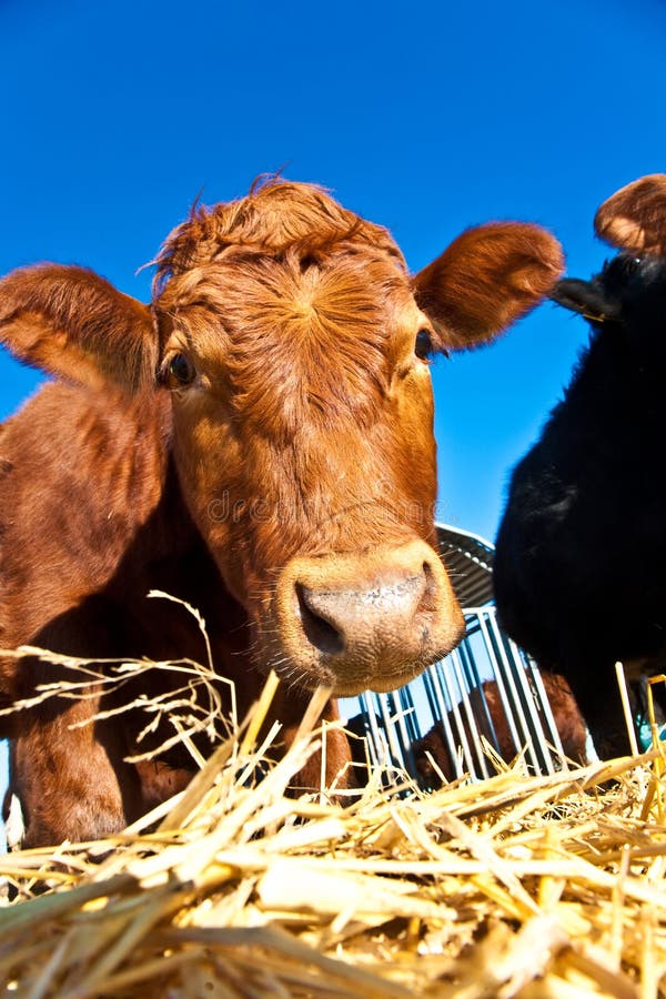 Friendly cattle on straw