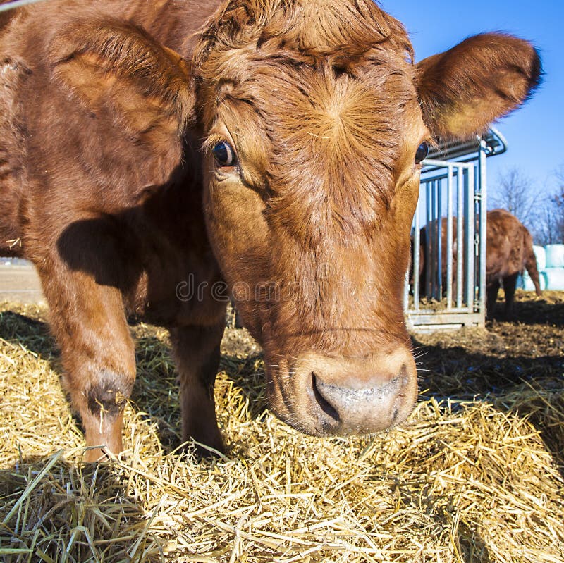 Friendly cattle on straw