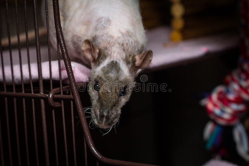 Patchwork Hairless Pet Rat stock photo. Image of friend 217222274