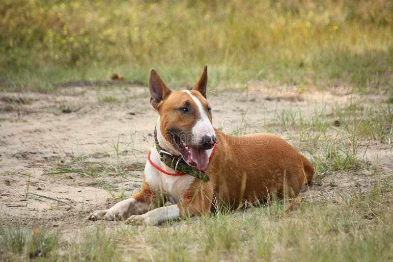 Friendly English Bull Terrier Resting on the Ground Stock Photo Image