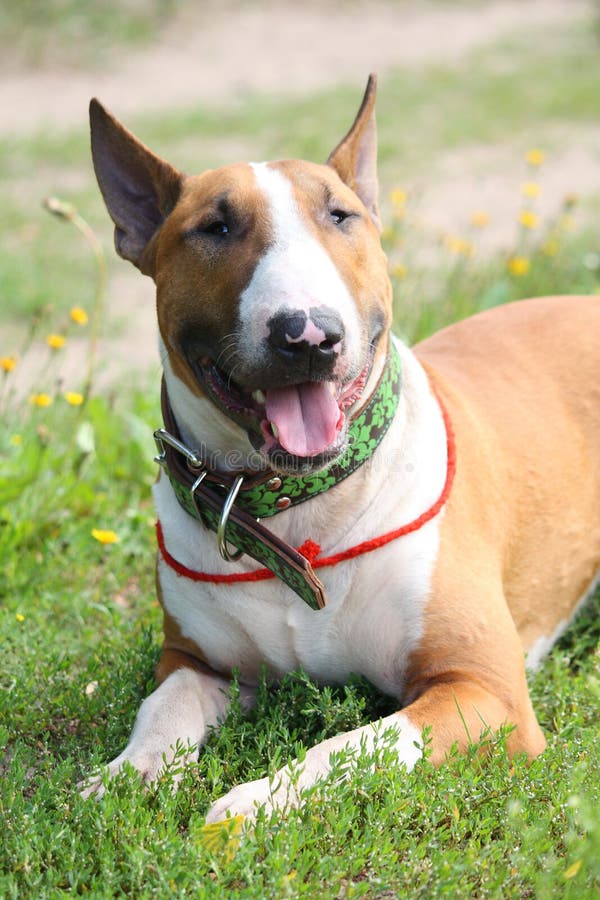 Friendly English Bull Terrier Resting on the Ground Stock Photo Image