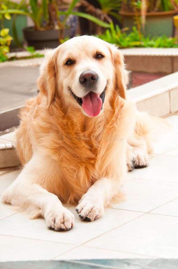Friendly Golden Retriever royalty free stock photos