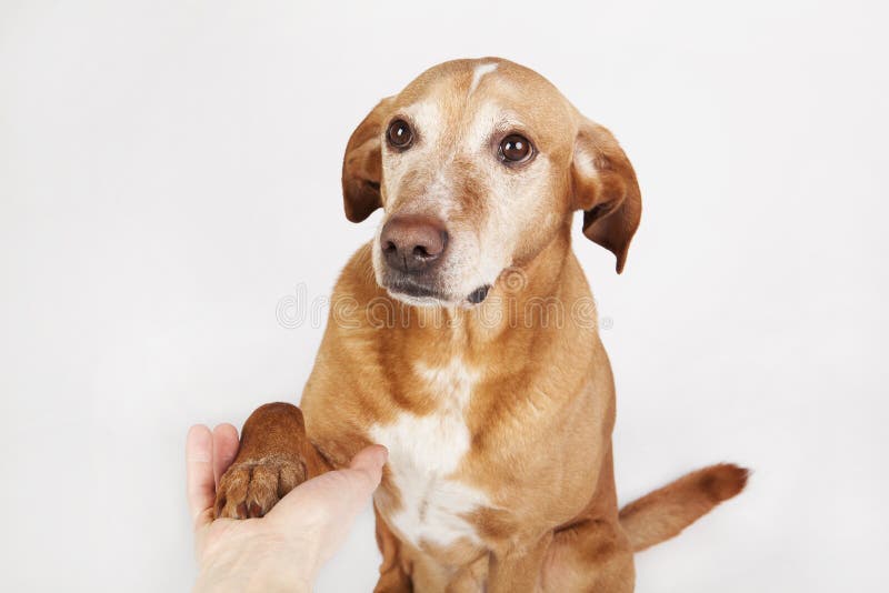 Friendly hand and paw shake, a brown dog. royalty free stock photo Friendly hand and paw shake, a brown dog. royalty free stock photo