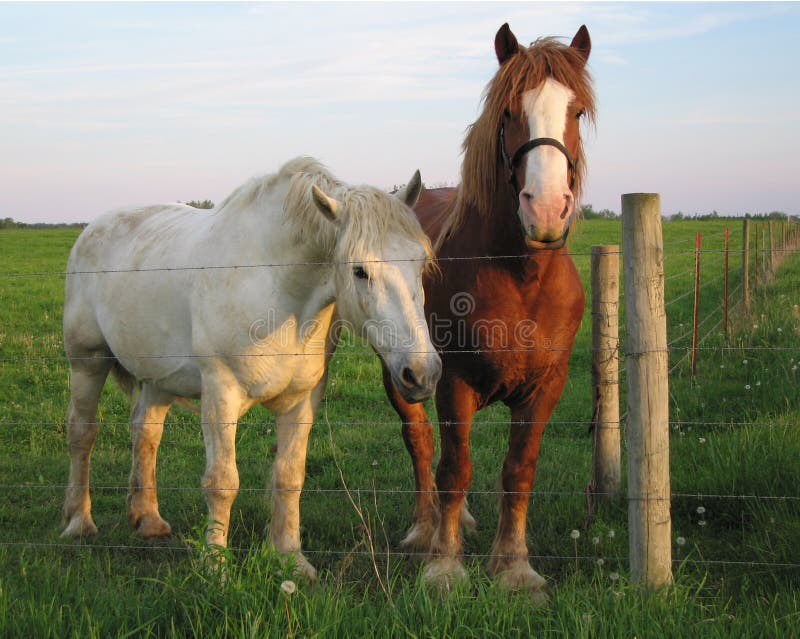 Friendly Horses royalty free stock image Friendly Horses royalty free stock image