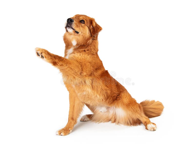 Lifting Paw Photos - & Royalty-Free Stock Photos from Dreamstime