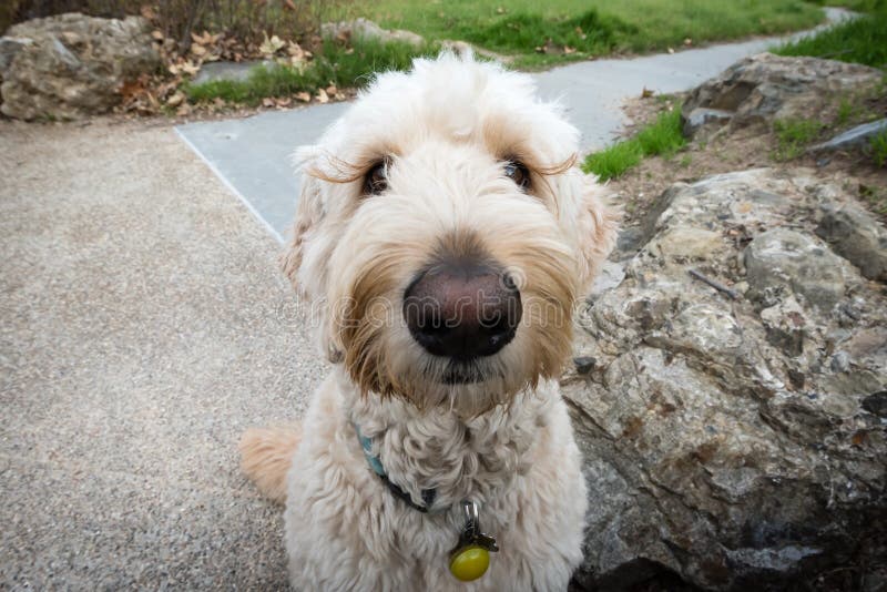 Friendly Puppy Hoping for a Treat