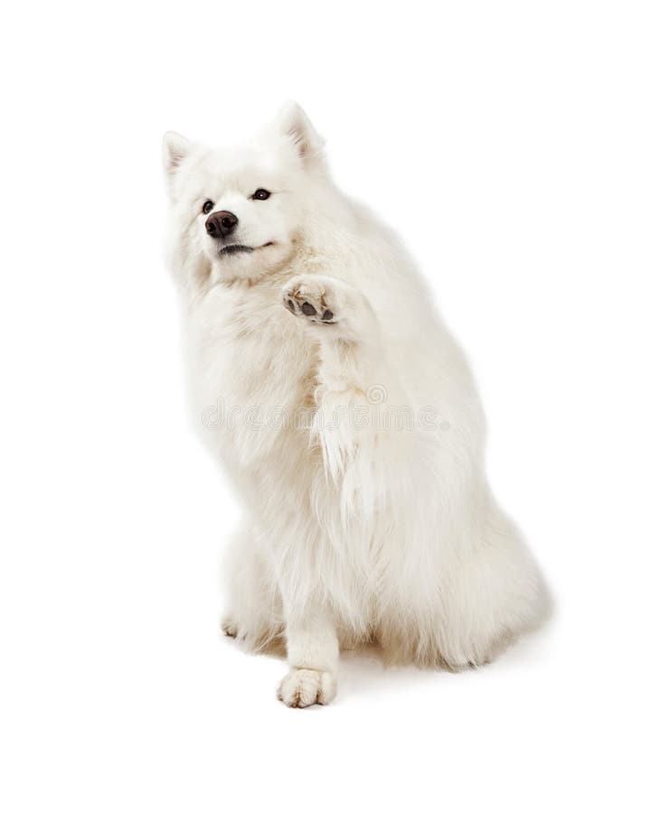 Friendly Samoyed Dog Shaking Paw Stock Image Image of animal, indoors