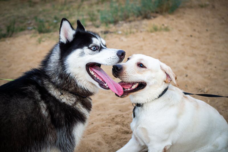 A Friendly Walk of a Dark Husky and a White Labrador Stock Photo