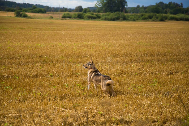 A friendly wolf like hunting dog enjoying free time in the field. Road, grass.