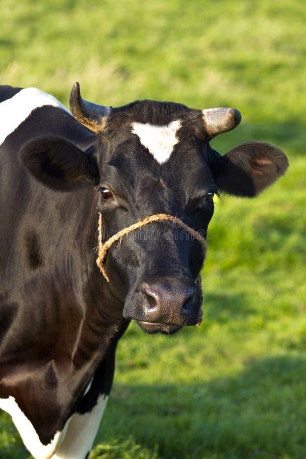 Friesian Dairy Milch Cow on Field Stock Image Image of animals