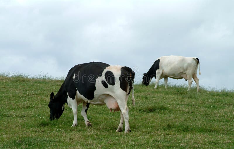 2 Friesian dairy cows, Scotland. 2 Friesian dairy cows, Scotland