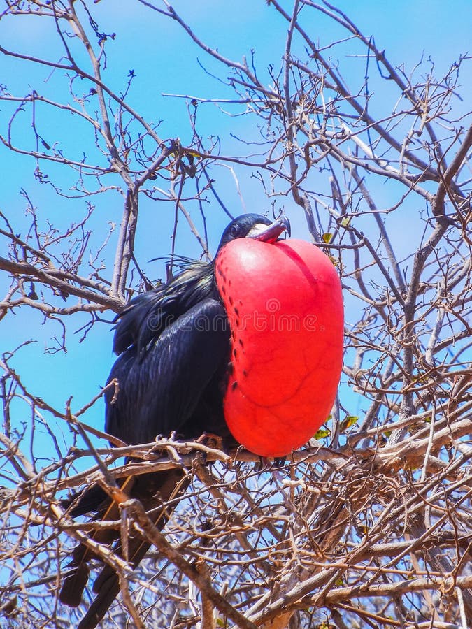 Frigate bird with inflated red pouch on galapagos island stock photography Frigate bird with inflated red pouch on galapagos island stock photography