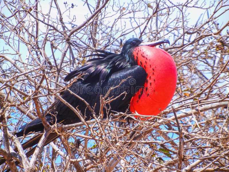 Frigate bird with inflated red pouch on galapagos island stock photography Frigate bird with inflated red pouch on galapagos island stock photography