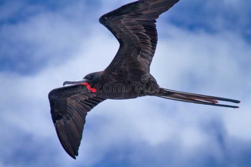 frigate galapagos royaltyfri bild frigate galapagos royaltyfri bild