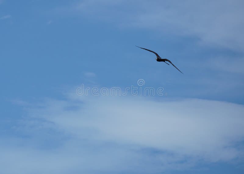 Frigatebird glissant haut dans le ciel image libre de droits Frigatebird glissant haut dans le ciel image libre de droits