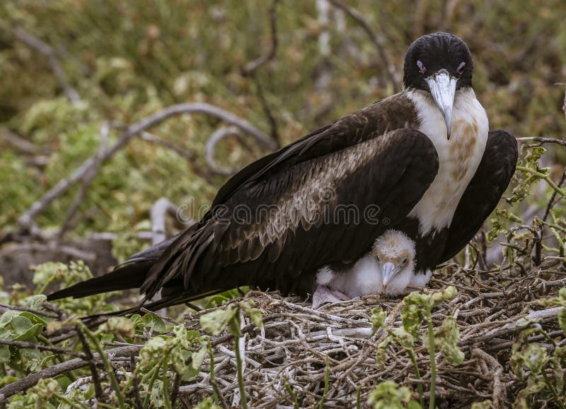 Frigatebird kvinnligt sammanträde på rede med fågelungen på den Galapagos ön fotografering för bildbyråer Frigatebird kvinnligt sammanträde på rede med fågelungen på den Galapagos ön fotografering för bildbyråer
