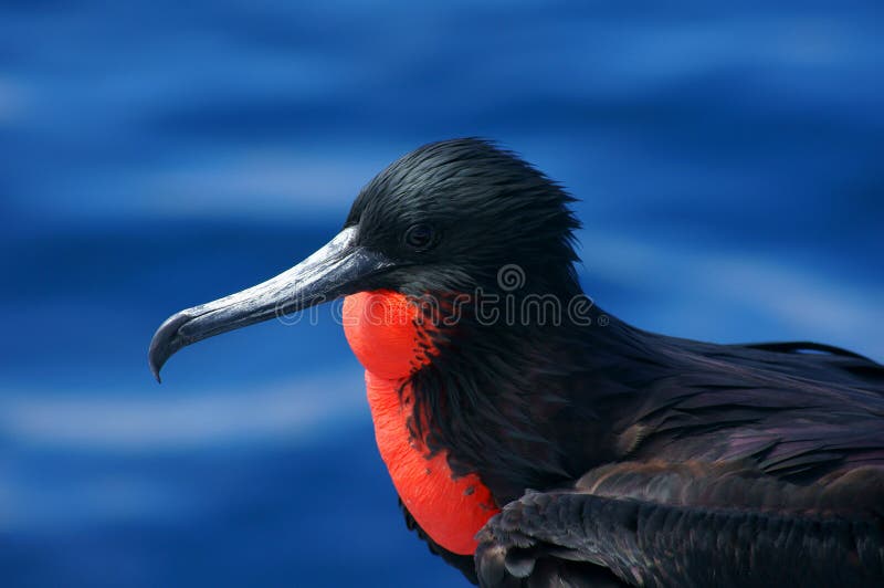 A male Magnificent Frigatebird perched on a boat in the Galapagos Islands, Ecuador. A male Magnificent Frigatebird perched on a boat in the Galapagos Islands, Ecuador.