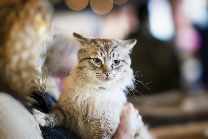 Frightened fluffy homeless cat in hands of girl volunteer in shelter for homeless animals. Girl takes cat to her home stock photos Frightened fluffy homeless cat in hands of girl volunteer in shelter for homeless animals. Girl takes cat to her home stock photos