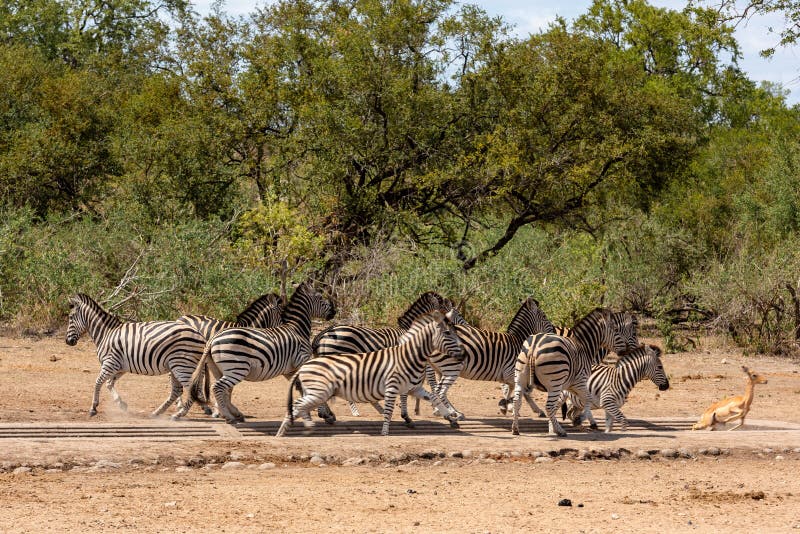 Frightened herd of zebra`s fleeing