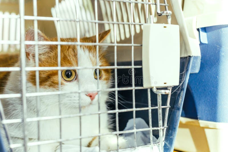 Frightened look of a cat sitting in a carrying cage