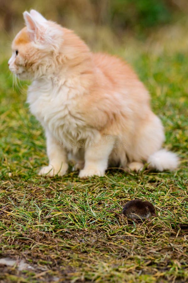 Frightened Mole and Red Cat, a Cat Playing with Its Prey on the Grass, a Natural Instinct of a