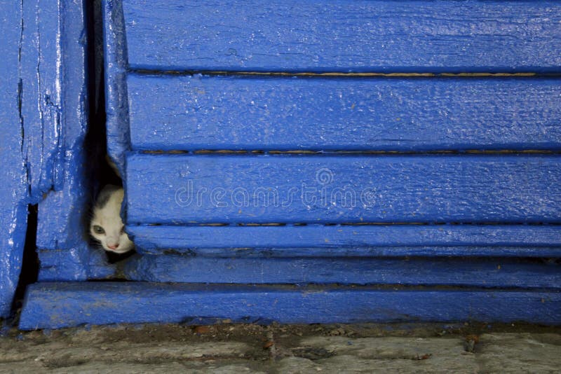 Frightened Stray Little Cat,vertical shot. stock image Frightened Stray Little Cat,vertical shot. stock image