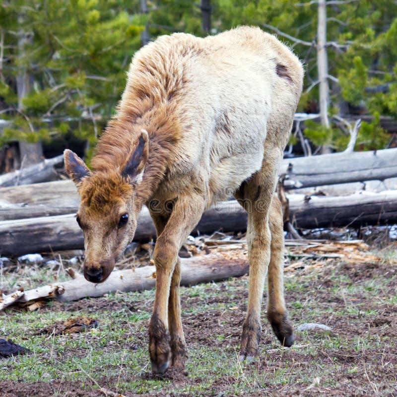 Frightened Young Elk In Yellowstone NP