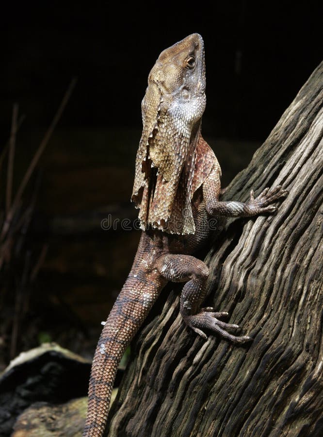 Frill-necked Lizard