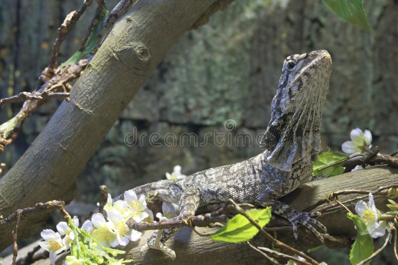 Frilled Lizard royalty free stock photography Frilled Lizard royalty free stock photography