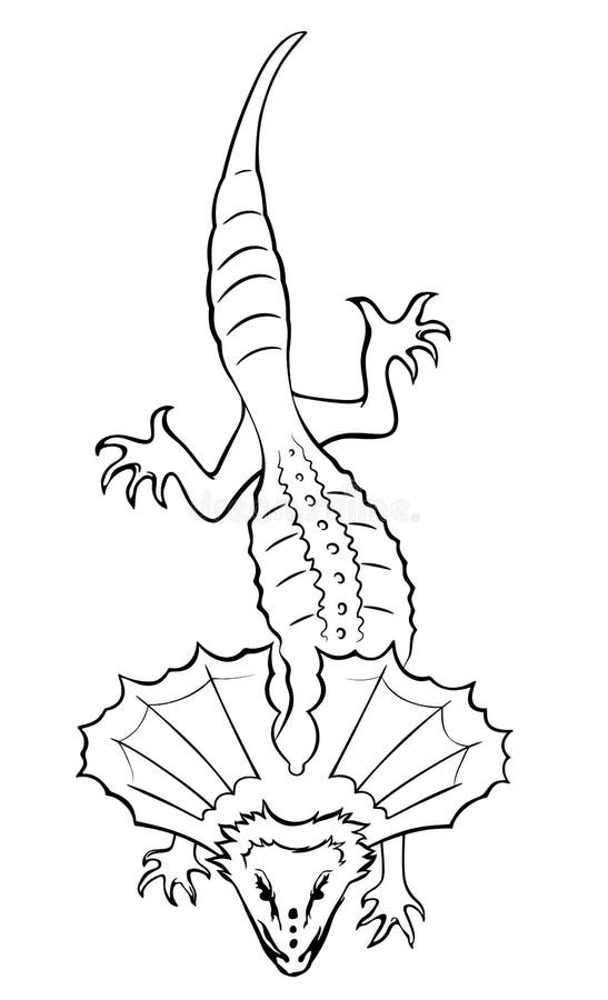 Frilled-necked lizard. Outline vector illustration. Frilled-necked lizard. Outline vector illustration