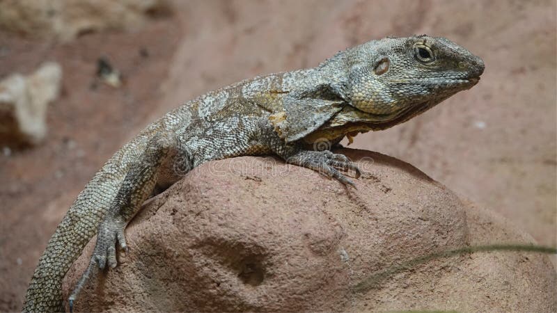 A frilled-necked lizard. royalty free stock photo A frilled-necked lizard. royalty free stock photo