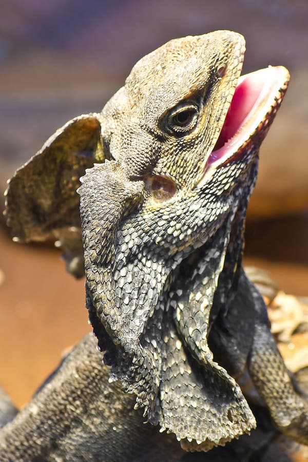 The frill-necked lizard (Chlamydosaurus kingii) is so called because of the large ruff of skin which usually lies folded back against its head and neck. The frill-necked lizard (Chlamydosaurus kingii) is so called because of the large ruff of skin which usually lies folded back against its head and neck.