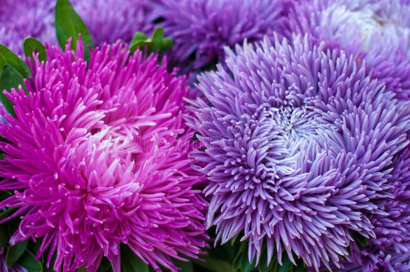 Астра Pink Bouquet