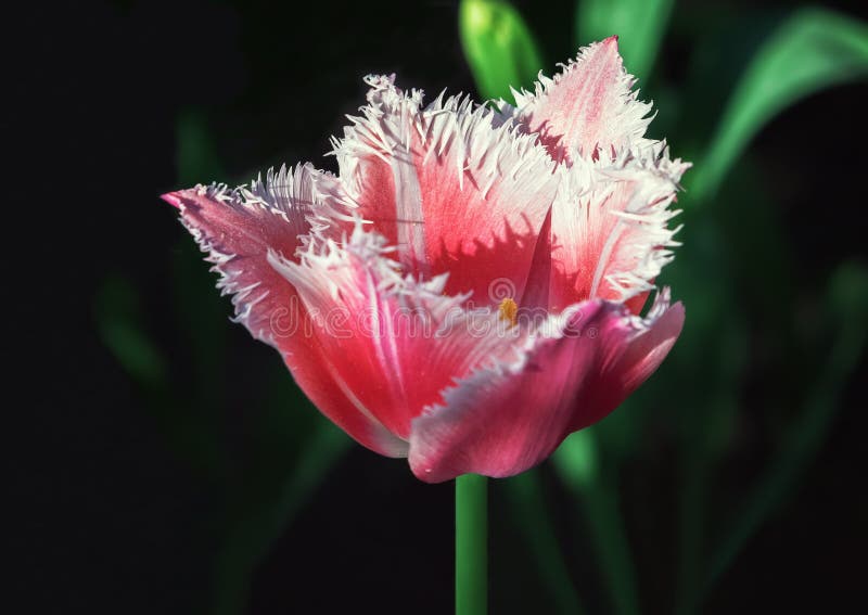 Fringed Red Tulip Closeup