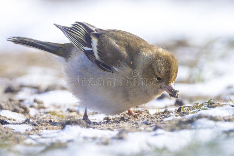Fringilla coelebs pájaro forrajeo en la nieve hermoso frío invierno imagen de archivo libre de regalías