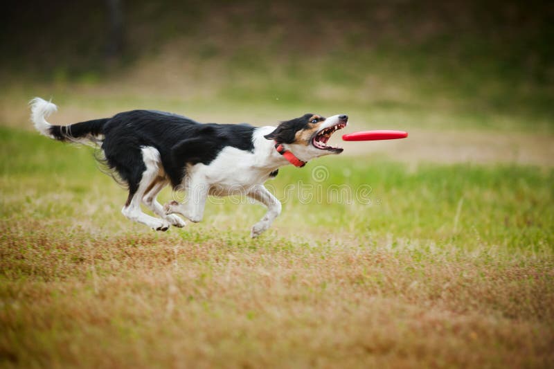 Frisbee Dog Border Collie Catching Stock Photos - Image ...